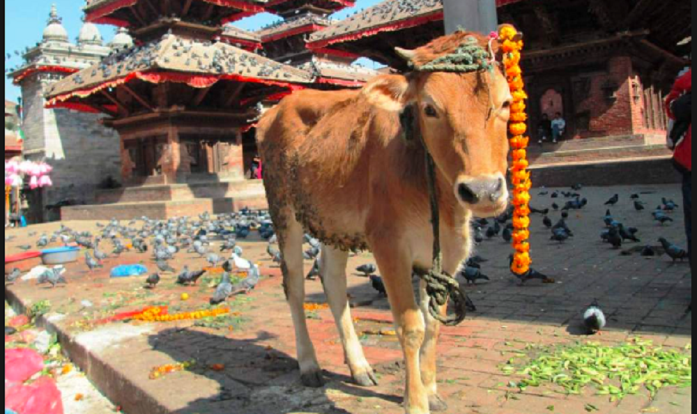 आज गोवर्द्धन, बलि, गोरु र हली पूजा