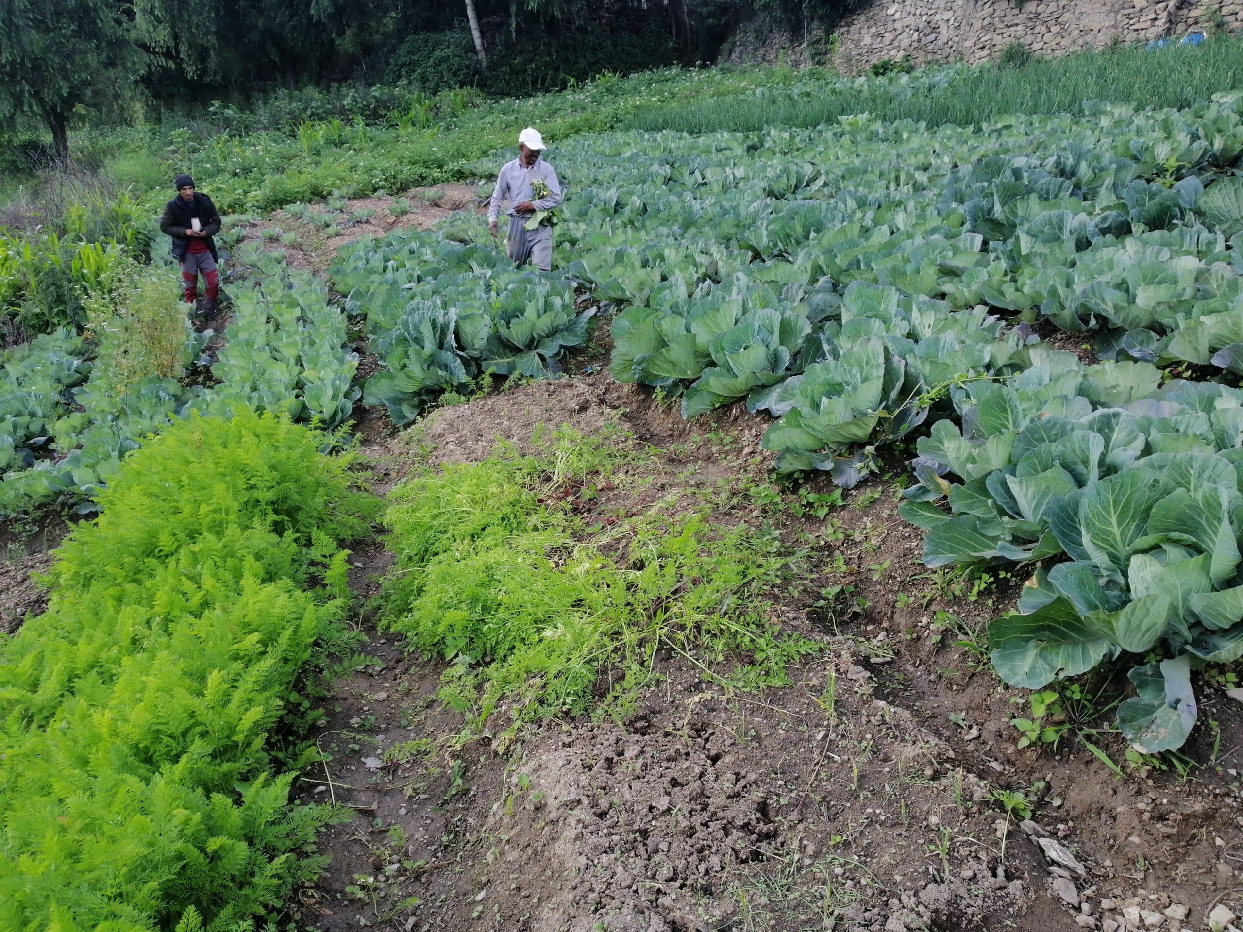 कैलालीमा बाढीको असरः स्थानीय तरकारी पाउनै मुस्किल